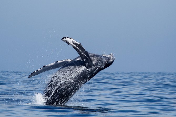 Two-Hour Luxury Whale Watching Tour from Oceanside - Onboard Snacks and the Cash Bar: Budget Without Surprises