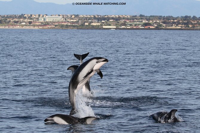Two-Hour Luxury Whale Watching Tour from Oceanside - Wildlife Chances: How Season, Weather, and “No Whale” Days Fit In