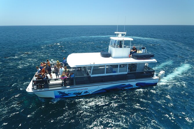 Two-Hour Luxury Whale Watching Tour from Oceanside - The 50-Foot Catamaran Setup: Comfort and Viewing From Every Angle