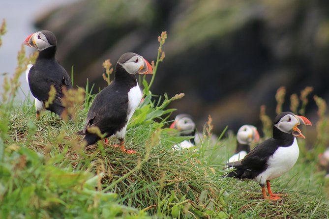 Two-In-One: Whale & Puffin Watching Tours from Reykjavik - Key Points That Matter Before You Go