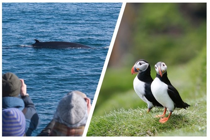 Two-In-One: Whale & Puffin Watching Tours from Reykjavik - Stop 1 at Lundey: A 1-Hour Puffin Cruise From a Smaller Boat