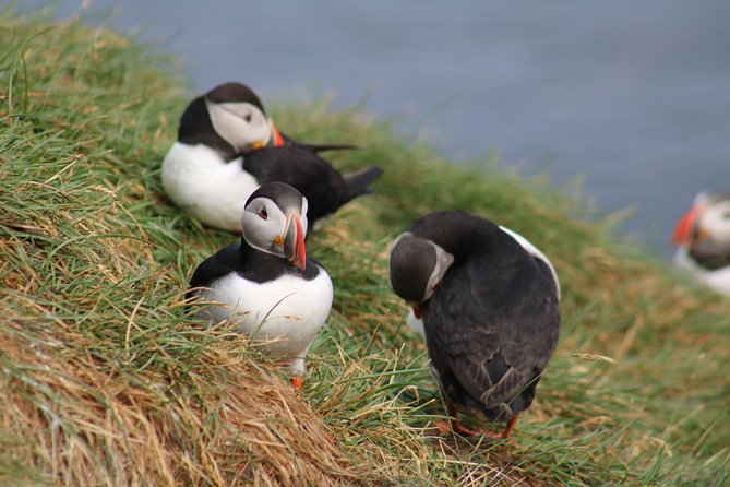 Two-In-One: Whale & Puffin Watching Tours from Reykjavik - Stop 3 in Faxaflói Bay: 3 Hours of Whale Watching and Cetacean Searching
