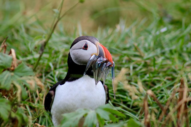 Two-In-One: Whale & Puffin Watching Tours from Reykjavik - Gear and Onboard Extras: What You Should Actually Expect