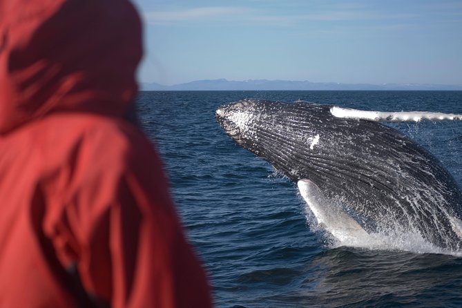 Two-In-One: Whale & Puffin Watching Tours from Reykjavik - Wildlife Reality Check: Setting Expectations for Puffins vs Whales