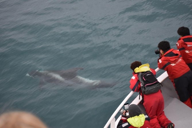 Two-In-One: Whale & Puffin Watching Tours from Reykjavik - Old Harbour Break: Use the Time for Lunch and Reykjavik Strolls