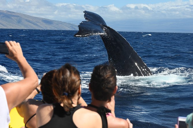 Ultimate 3.5 hour Whale Watch & Snorkel - Key things I’d bet money on