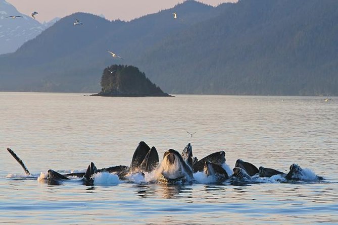 Ultimate Juneau Whale Watch and Mendenhall Glacier View - Key highlights at a glance