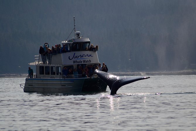 Ultimate Juneau Whale Watch and Mendenhall Glacier View - From Mt. Roberts Tram to Auke Bay Harbor: the quick coach-to-boat setup
