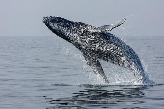 Ultimate Juneau Whale Watch and Mendenhall Glacier View - Mendenhall Glacier photo stop: a fast 5-minute reality check