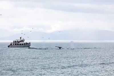 Ultimate Juneau Whale Watch and Mendenhall Glacier View - On the water with humpbacks: decks, spotting help, and wildlife possibilities