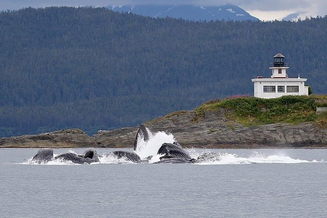 Ultimate Juneau Whale Watch and Mendenhall Glacier View - When to go: seasonality and weather that never follows your calendar