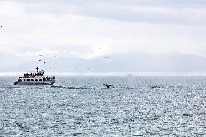 Ultimate Juneau Whale Watch and Mendenhall Glacier View - On the water with humpbacks: decks, spotting help, and wildlife possibilities
