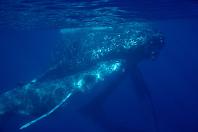 Ultimate Maui Whale Watch Snorkel Tour - Makena’s South Shore: Why the longer paddle is the point