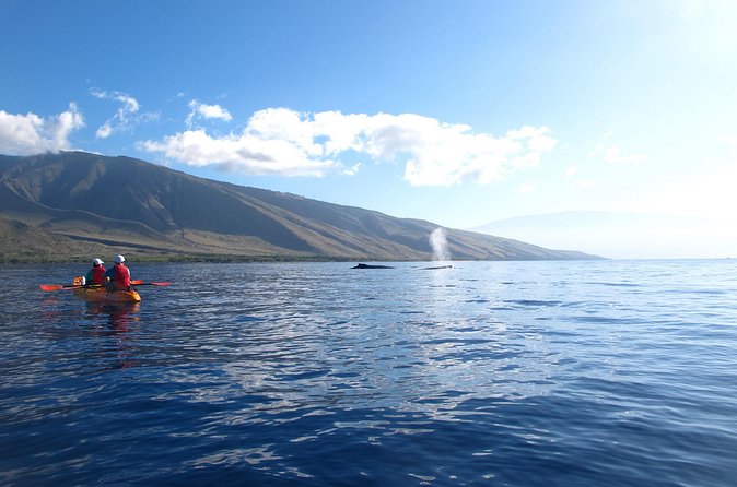 Ultimate Maui Whale Watch Snorkel Tour - Two snorkel stops on Makena: Turtle time you can plan for
