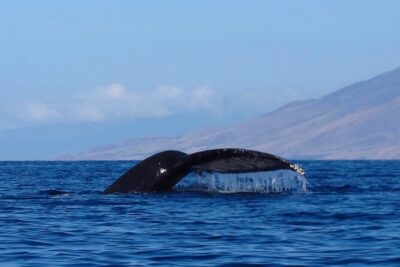Ultimate Maui Whale Watch Snorkel Tour - Kayak rhythm for a 4-hour morning (without burning out)