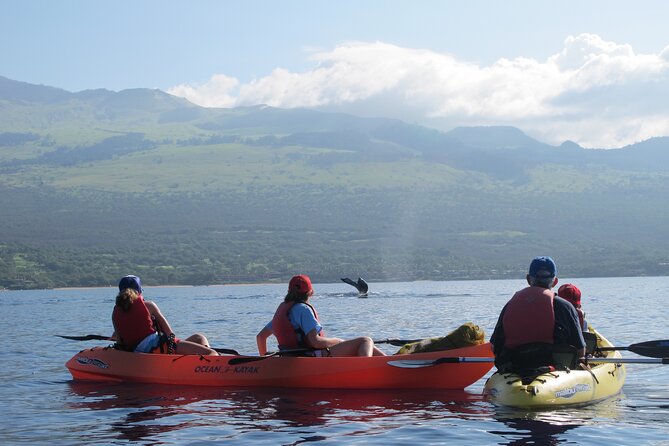 Ultimate Maui Whale Watch Snorkel Tour - Whales and dolphins: Why the sightings can be hit-or-miss
