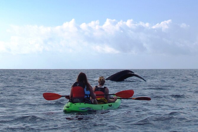 Ultimate Maui Whale Watch Snorkel Tour - Where you start and how the schedule affects your day