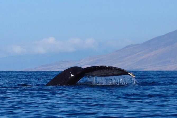 Ultimate Maui Whale Watch Snorkel Tour - Kayak rhythm for a 4-hour morning (without burning out)
