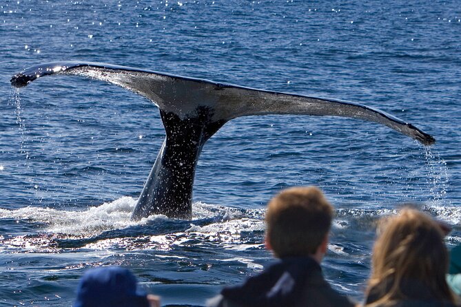 Ultimate Whale Watch and Tracy's Crab Shack Combo - Key points to know before you go