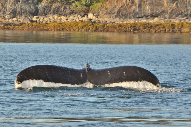 Ultimate Whale Watch and Tracy's Crab Shack Combo - How the 4.5-hour whale watch and crab combo fits together
