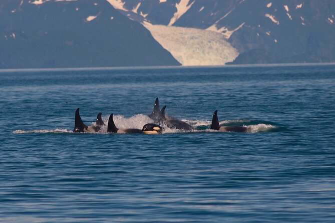 Ultimate Whale Watch and Tracy's Crab Shack Combo - Whale watch with Juneau Tours: what the crew focuses on