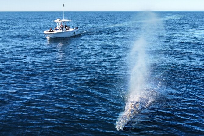 Up Close Dolphin & Whale Watching - A small boat that actually lets you see