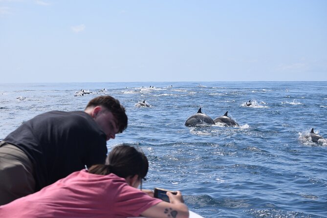 Up Close Dolphin & Whale Watching - The on-water plan: cruising, then hunting for pods