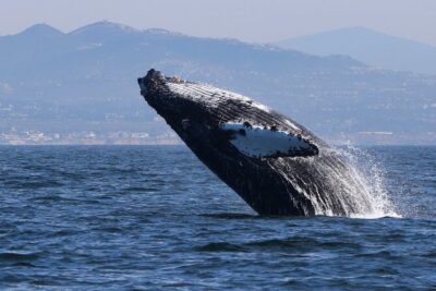 Up Close Dolphin & Whale Watching - Where the tour starts: Oceanside harbor base