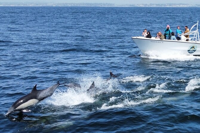 Up Close Dolphin & Whale Watching - Dolphins, sea lions, and whales: what you can realistically expect