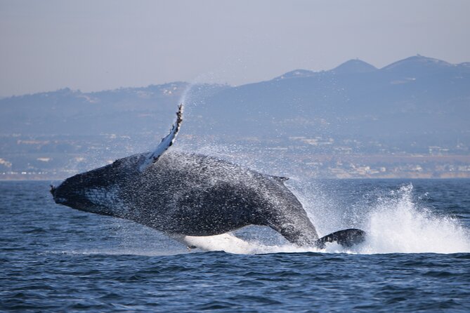 Up Close Dolphin & Whale Watching - Boat comfort and the ride feel: close viewing without the chaos