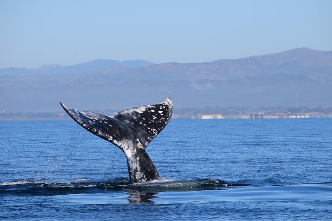 Up Close Dolphin & Whale Watching - Timing: two hours that feel like a proper outing