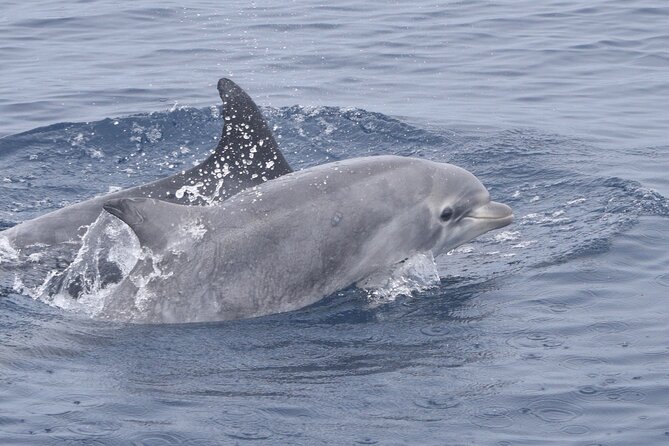 Up Close Dolphin & Whale Watching - Price and value at $85 per person