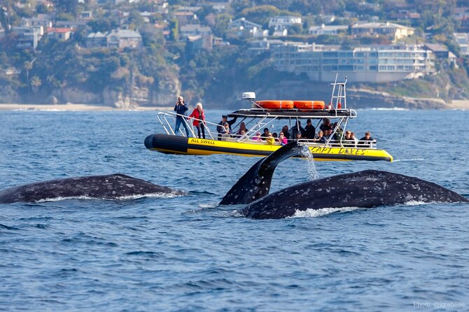Up-Close Dolphin & Whale Watching Zodiac Adventure in Dana Point - Key Things That Make This Zodiac Cruise a Big Deal