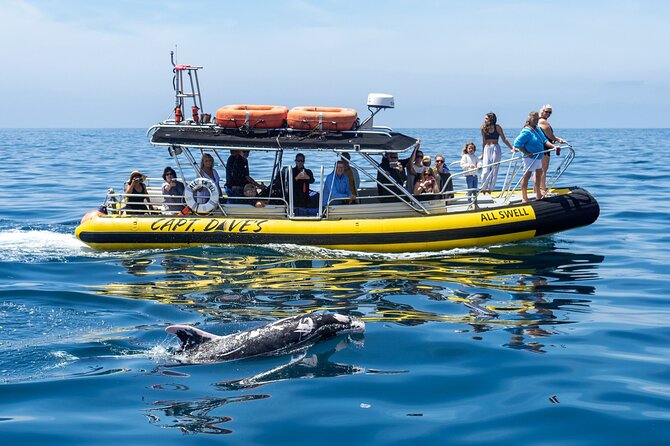 Up-Close Dolphin & Whale Watching Zodiac Adventure in Dana Point - Dana Point: Why This Harbor Is Built for Dolphin and Whale Sightings