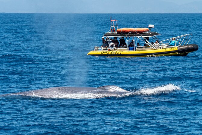 Up-Close Dolphin & Whale Watching Zodiac Adventure in Dana Point - Check-In at 24440 Dana Point Harbor Dr: What You’ll Do Before Boarding