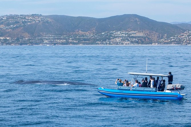 Up-Close Dolphin & Whale Watching Zodiac Adventure in Dana Point - On the Water: What You’re Actually Looking For