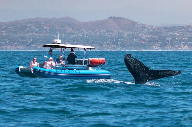 Up-Close Dolphin & Whale Watching Zodiac Adventure in Dana Point - Why the Wildlife Guarantee Changes the Value of This Tour
