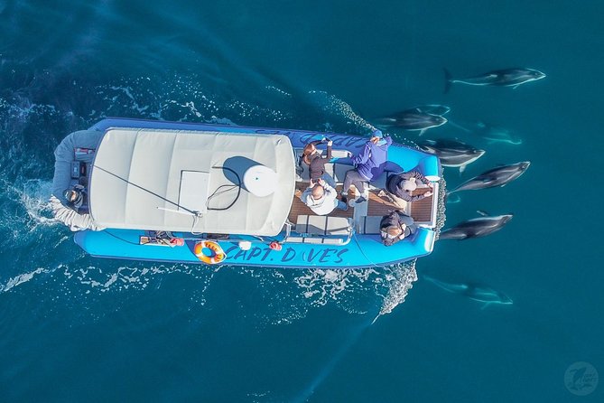 Up-Close Dolphin & Whale Watching Zodiac Adventure in Dana Point - The Crew, the Speed, and the Close-Up Feeling