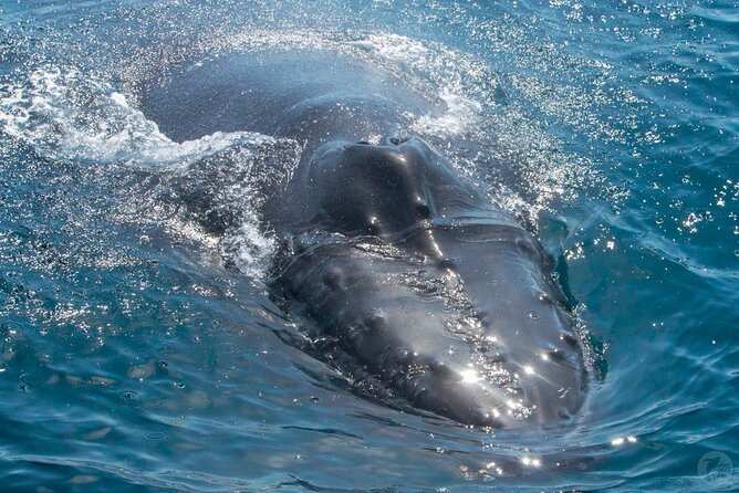 Up-Close Dolphin & Whale Watching Zodiac Adventure in Dana Point - What to Expect From the Boat and Rider Rules (So You’re Not Caught Off Guard)