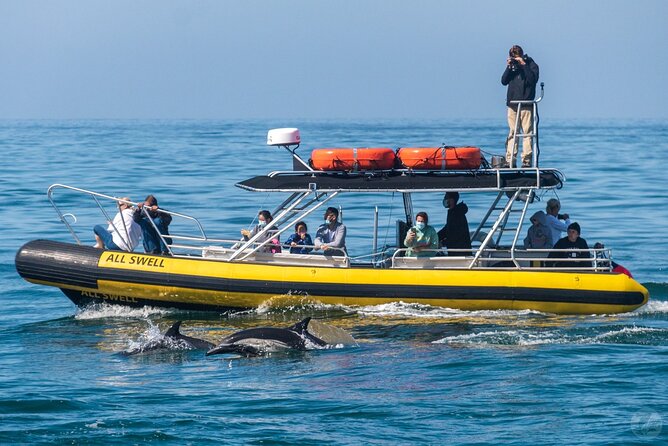 Up-Close Dolphin & Whale Watching Zodiac Adventure in Dana Point - Value for $99.99: When This Trip Makes Sense