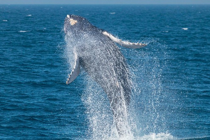 Up-Close Dolphin & Whale Watching Zodiac Adventure in Dana Point - The 2-Hour Rhythm: How the Safari Works From Check-In to Return