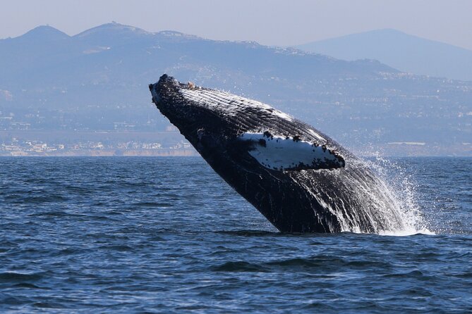 Up Close Dolphin & Whale Watching - Where the tour starts: Oceanside harbor base