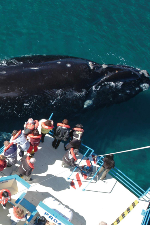 Valdes Peninsula: Full Day with Whale Watching - A Wild Day From Puerto Madryn: Valdés Peninsula in One Trip