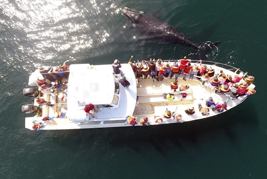 Valdes Peninsula: Full Day with Whale Watching - From Hotel Pickup to the Long Morning Drive