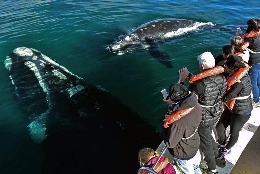 Valdes Peninsula: Full Day with Whale Watching - Lunch in Puerto Pirámides or Caleta Valdés