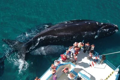 Valdes Peninsula: Full Day with Whale Watching - Puerto Pirámides: The Launch Point for Whale Watching