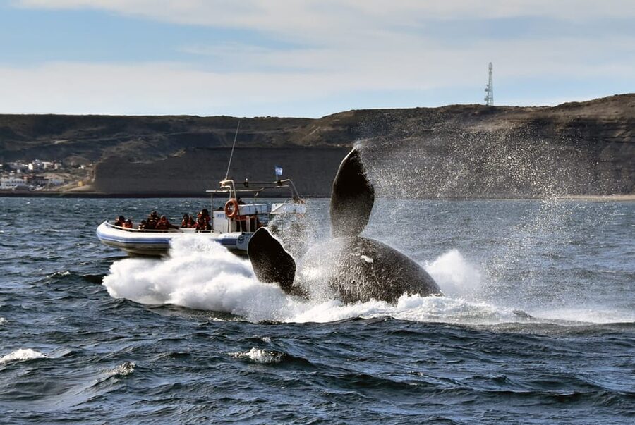 Valdes Peninsula: Full Day with Whale Watching - Crossing the Peninsula: Grasslands, Salinas, and Big Open Viewpoints