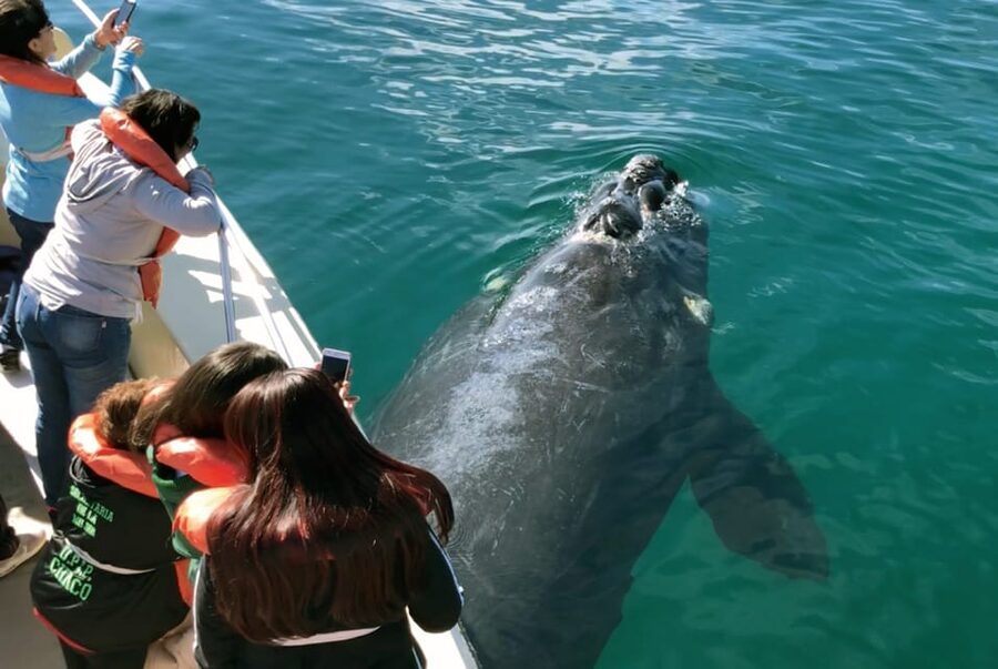 Valdes Peninsula: Full Day with Whale Watching - Punta Cantor and Caleta Valdés: The Atlantic Edge
