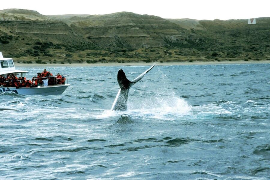 Valdes Peninsula: Full Day with Whale Watching - Punta Norte Replacement: Same Idea, Different Section