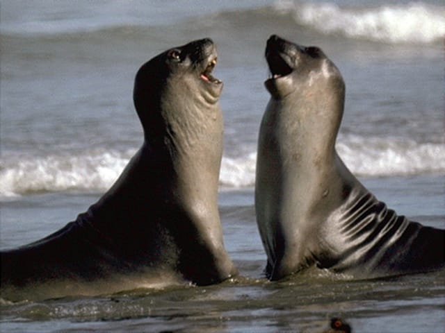Valdes Peninsula: Full Day with Whale Watching - Wildlife on Land: More Than Just Whales and Seals